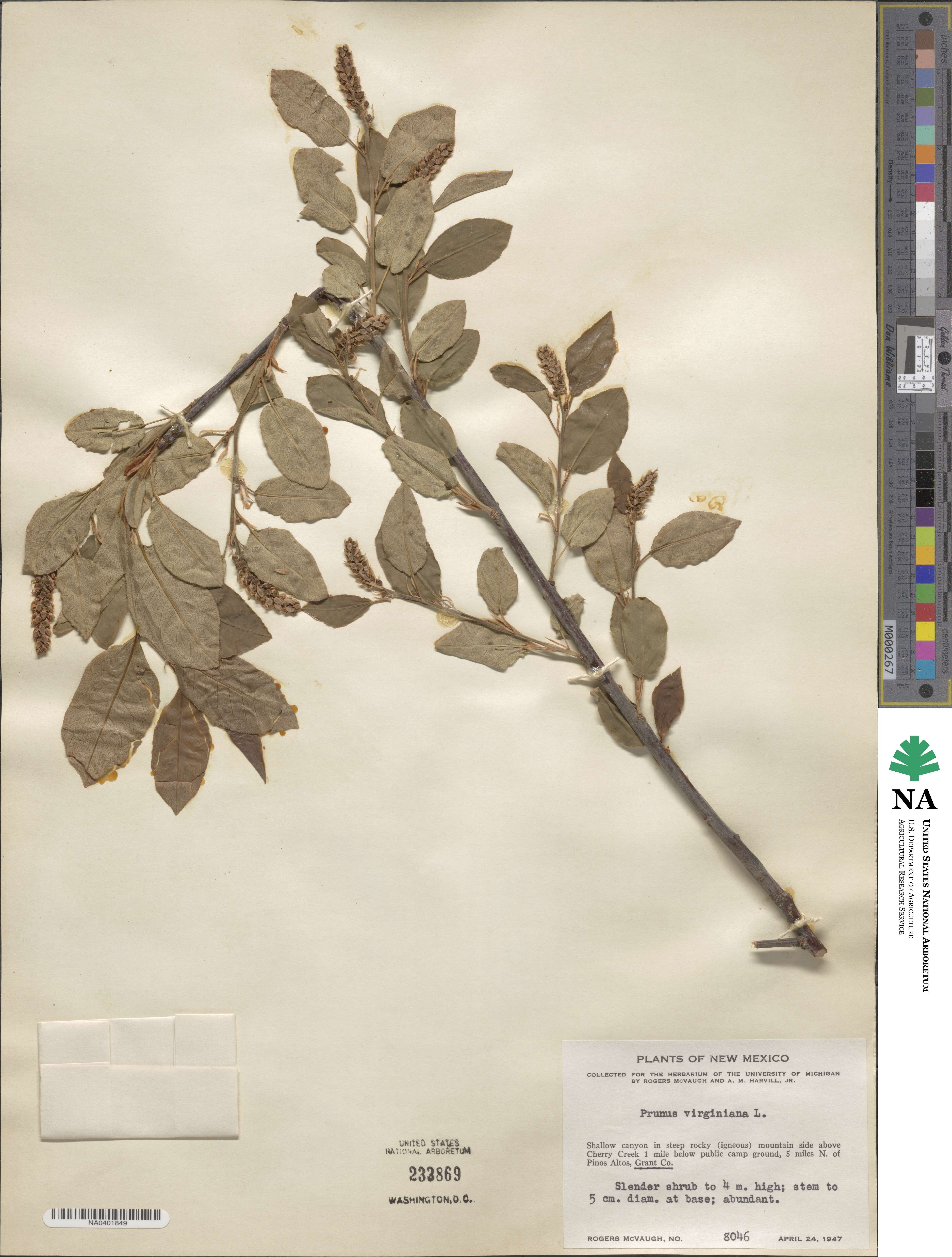 Prunus virginiana image