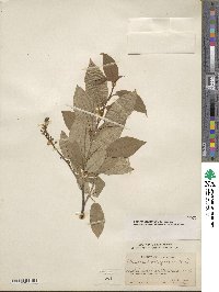 Prunus virginiana image