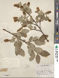 Prunus virginiana image