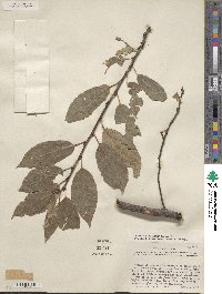 Prunus virginiana image