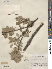 Prunus virginiana image