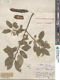 Prunus virginiana image