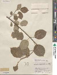 Prunus virginiana image