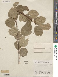 Prunus virginiana image