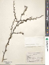 Prunus virginiana image