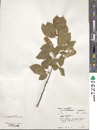Prunus virginiana image