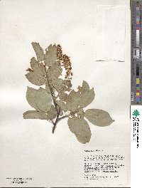 Prunus virginiana image