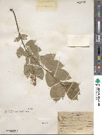 Prunus virginiana image