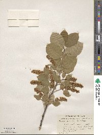 Prunus virginiana image