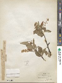 Prunus virginiana image