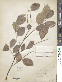 Prunus virginiana image