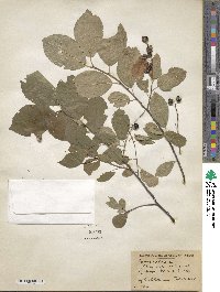 Prunus virginiana image