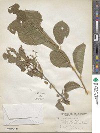 Prunus virginiana image