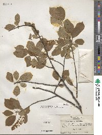 Prunus virginiana image