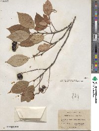 Prunus virginiana image