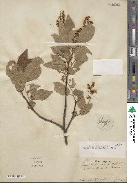 Prunus virginiana image