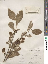 Prunus virginiana image