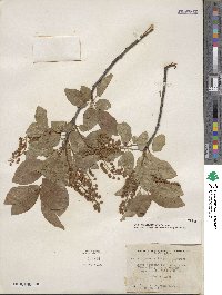 Prunus virginiana image