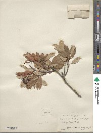 Prunus virginiana image