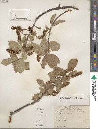 Prunus virginiana image