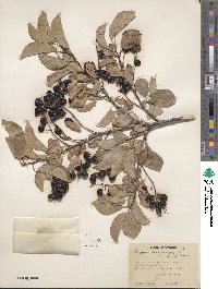 Prunus virginiana image