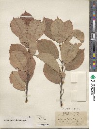 Prunus virginiana image