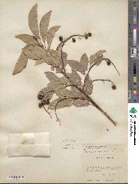 Prunus virginiana image