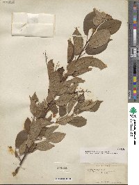 Prunus virginiana image
