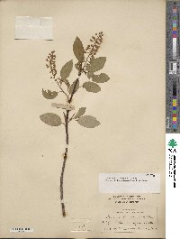 Prunus virginiana image