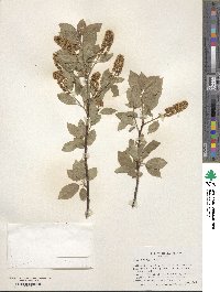 Prunus virginiana image