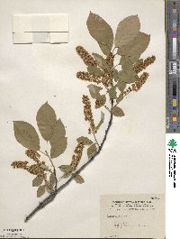 Prunus virginiana image