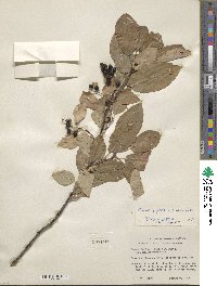 Prunus virginiana image