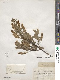 Prunus virginiana image