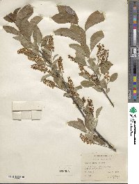 Prunus virginiana image