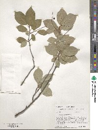 Prunus virginiana image