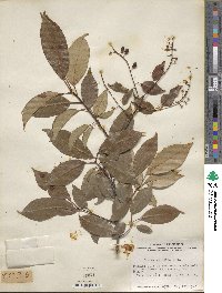 Prunus virginiana image