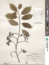 Prunus virginiana image