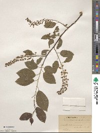 Prunus virginiana image