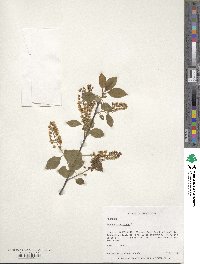 Prunus virginiana image