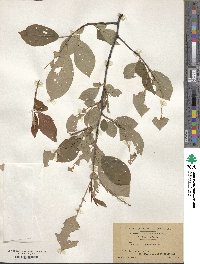 Prunus virginiana image