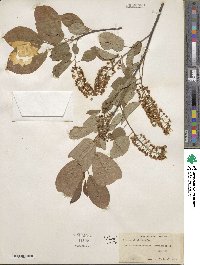 Prunus virginiana image