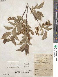 Prunus virginiana image