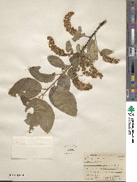 Prunus virginiana image