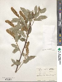 Prunus virginiana image