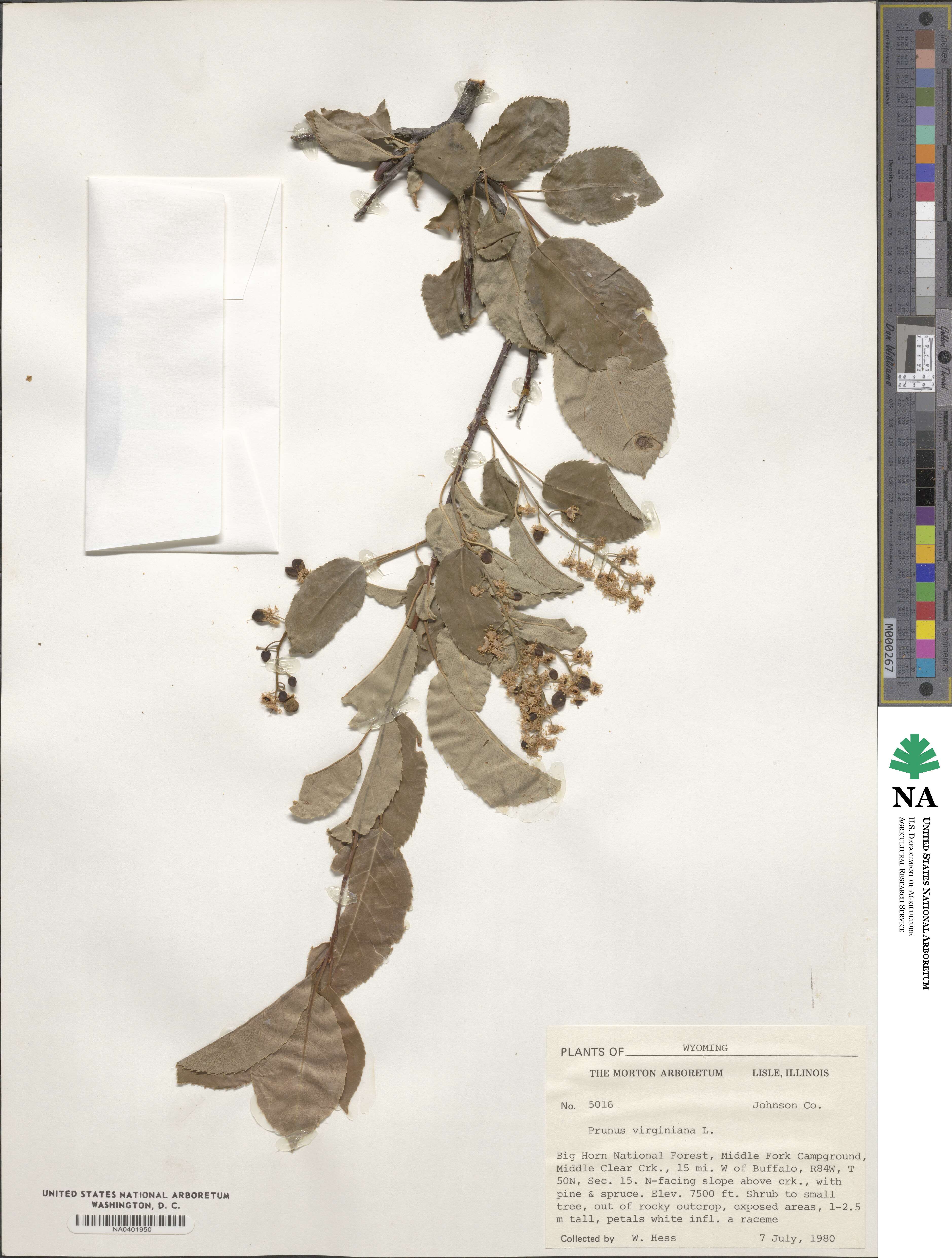 Prunus virginiana image