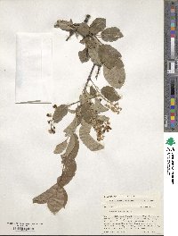 Prunus virginiana image