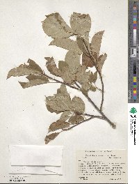 Prunus virginiana image