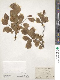 Prunus virginiana image