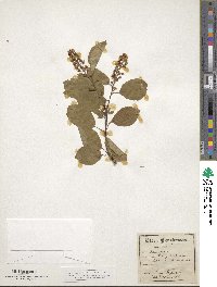 Prunus virginiana image