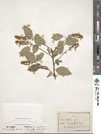 Prunus virginiana image